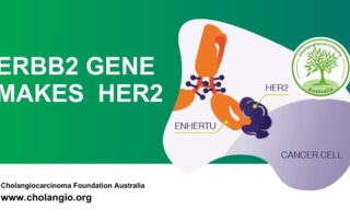 HER2 biliary cancer diagram showing ERBB2 gene, HER2 overexpression, and Enhertu treatment.