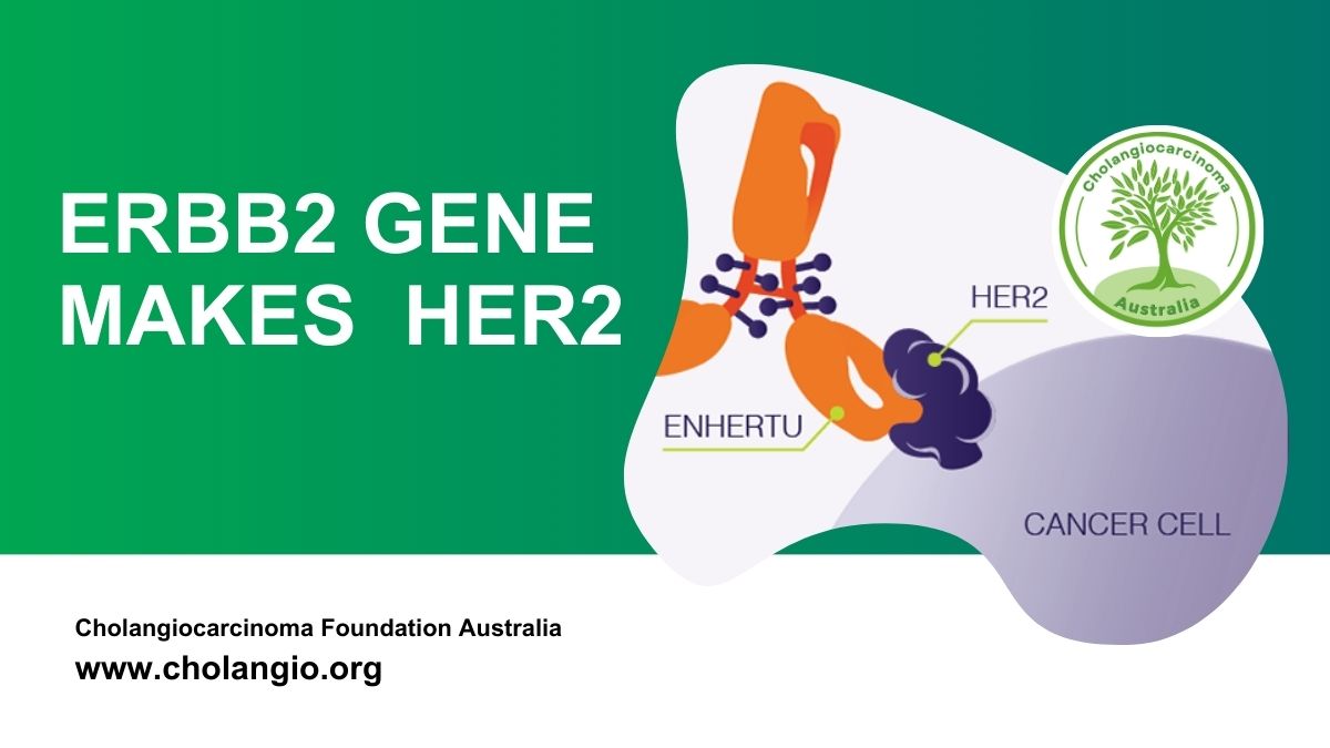HER2 biliary cancer diagram showing ERBB2 gene, HER2 overexpression, and Enhertu treatment.